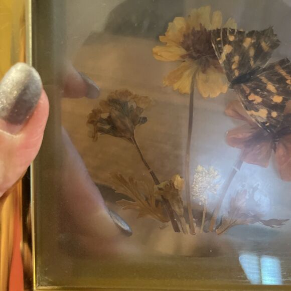 Vintage Framed Real Butterfly Taxidermy Dried  Flowers Diorama - Picture 5 of 7